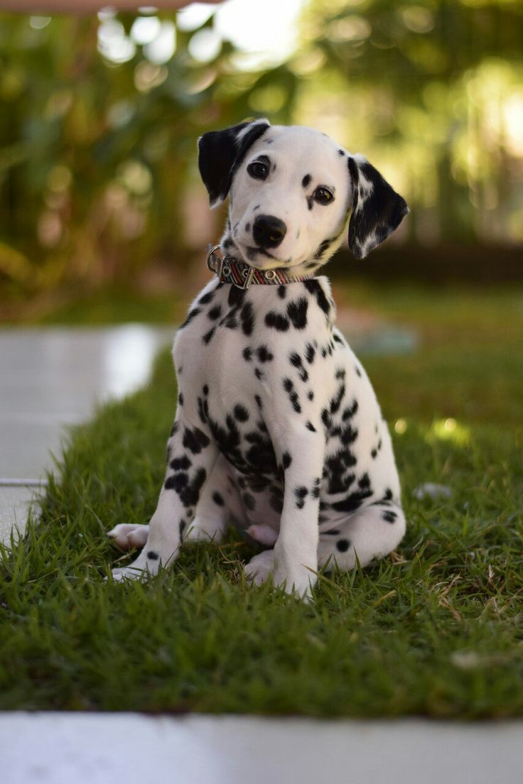 Why Puppies Older Than 90 Days Are Preferable to Younger Puppies