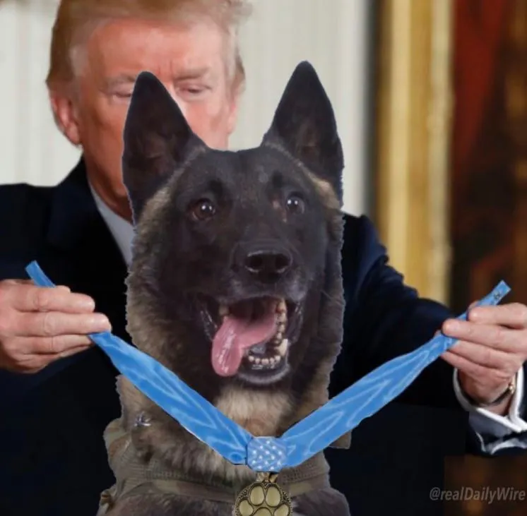 Conan: The Heroic Military Dog