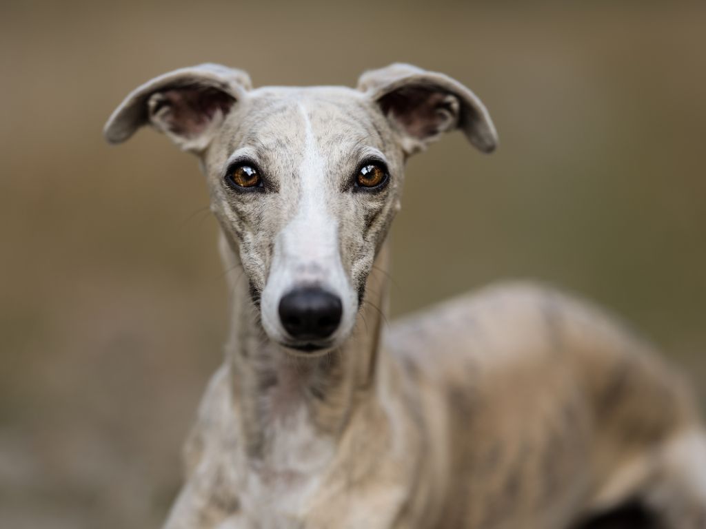 WHIPPET