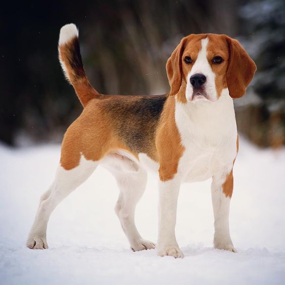 BEAGLE