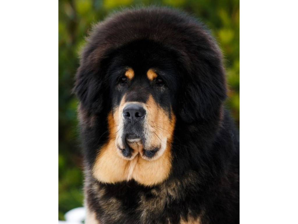 TIBETAN MASTIFF