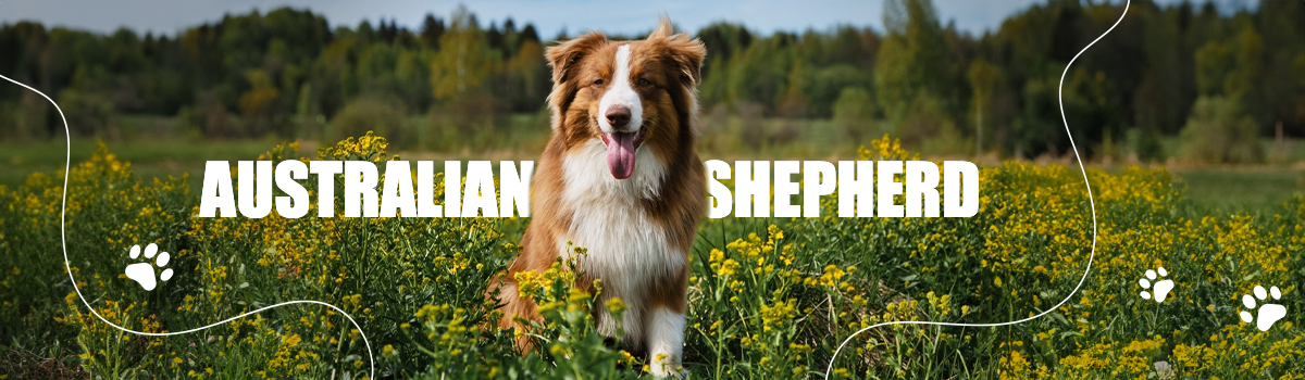 AUSTRALIAN&nbsp;SHEPHERD