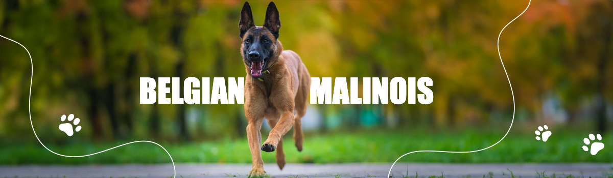 BELGIAN MALINOIS