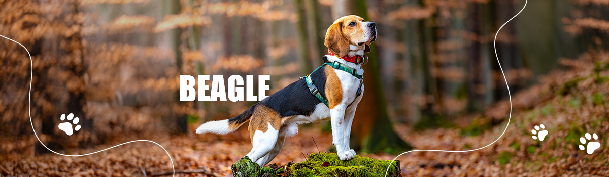 BEAGLE