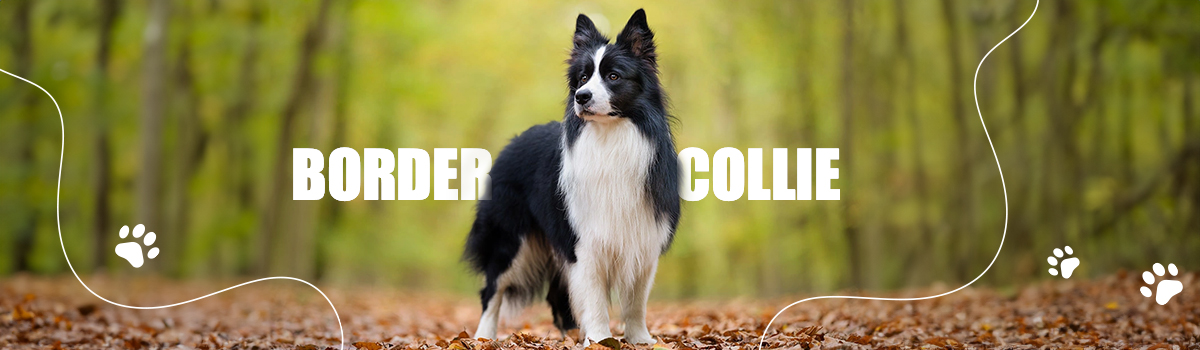 BORDER COLLIE