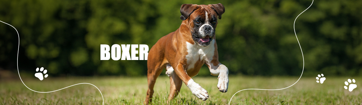 BOXER