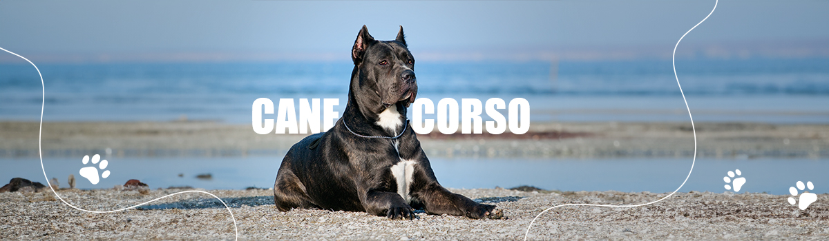 CANE CORSO