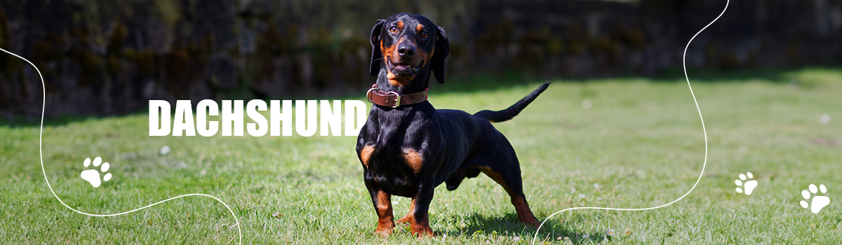 DACHSHUND