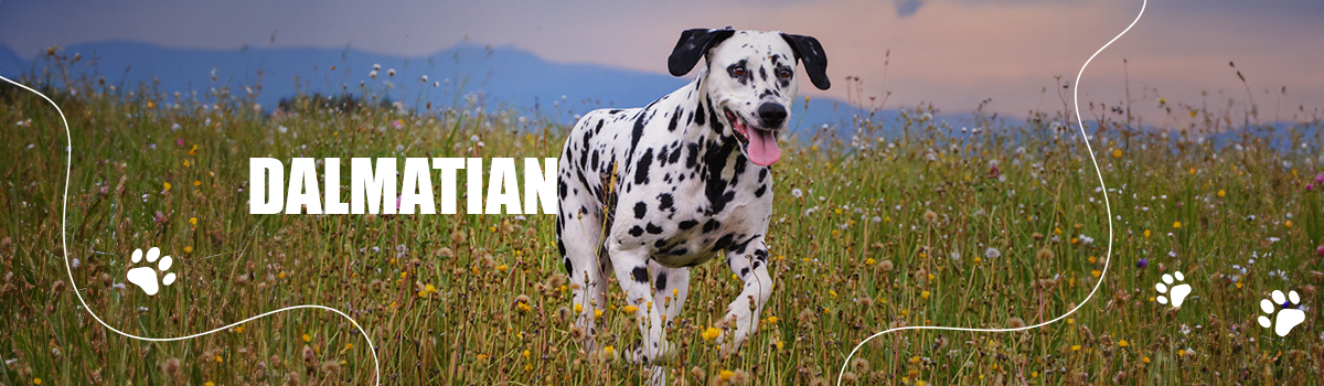 DALMATIAN