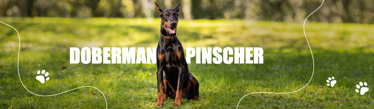 DOBERMAN PINSCHER