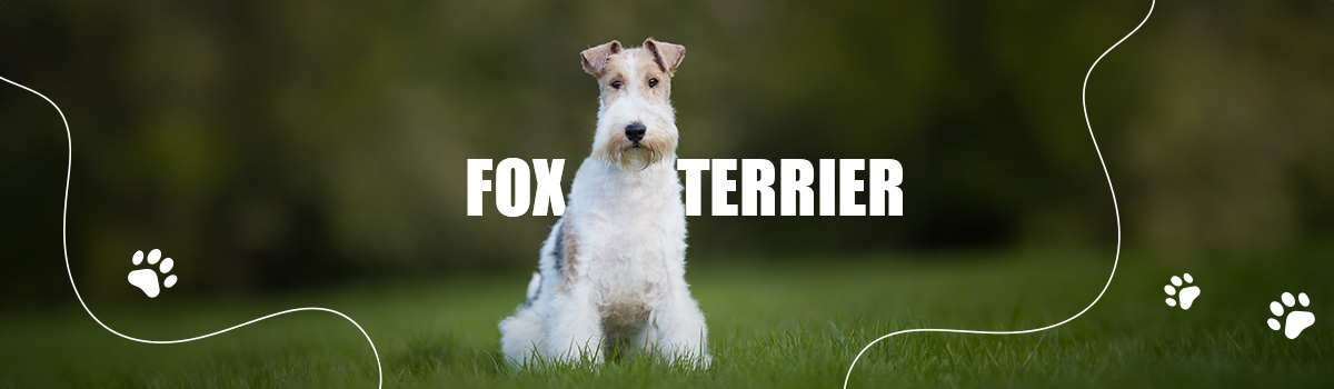 FOX TERRIER