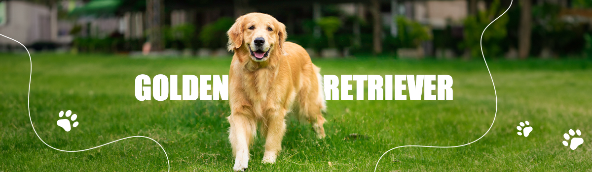 GOLDEN RETRIEVER