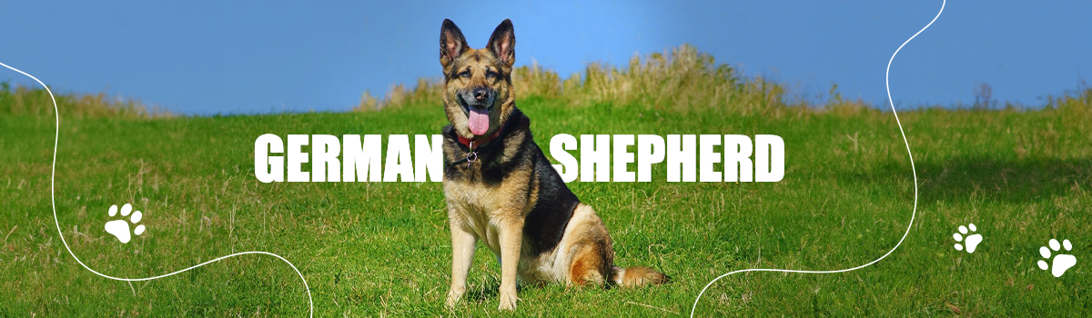 GERMAN SHEPHERD