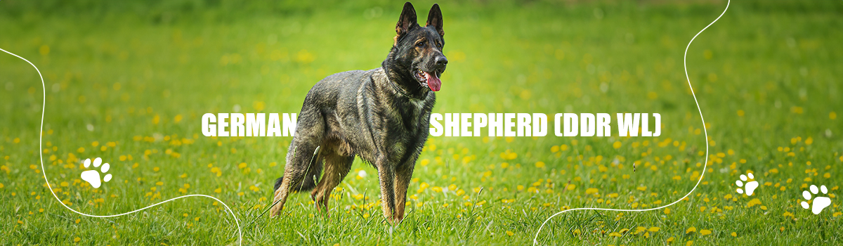 GERMAN SHEPARD WORKING LINE