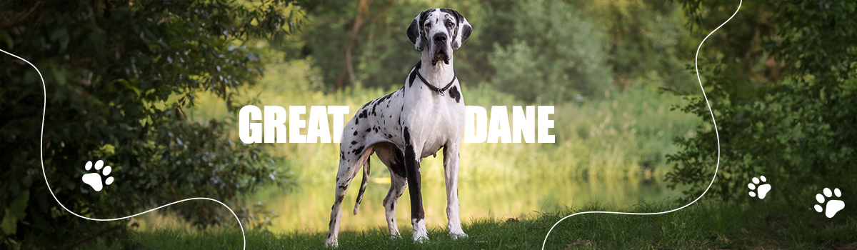 GREAT DANE