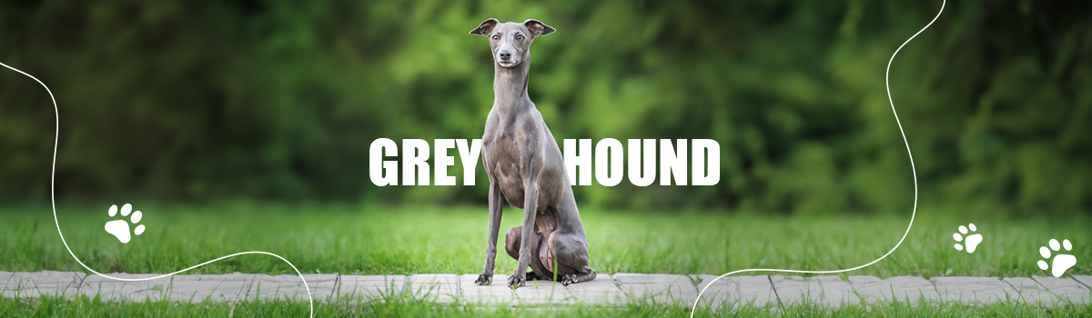 GREYHOUND