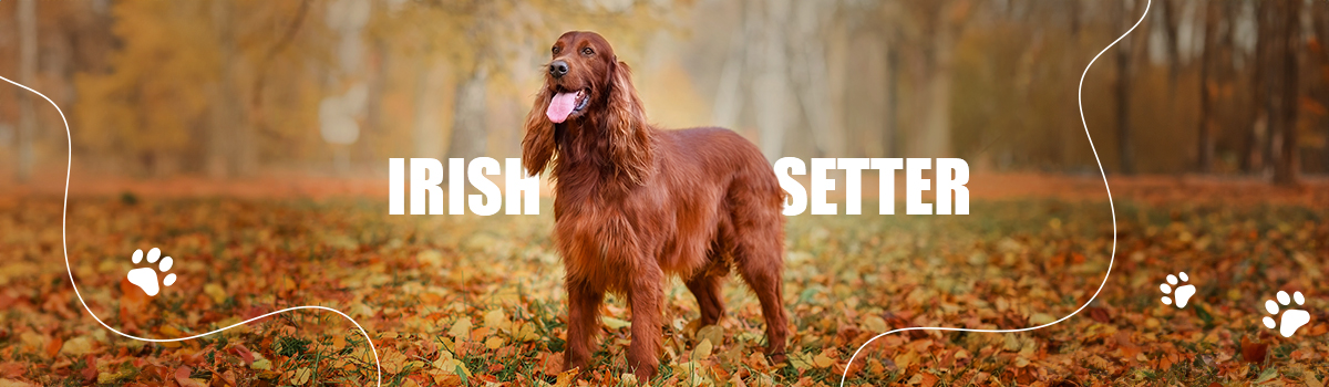 IRISH SETTER
