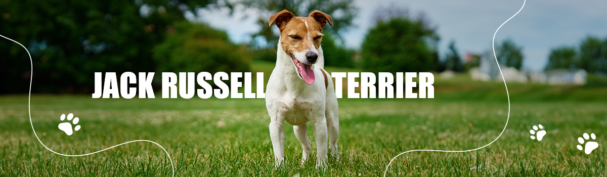 JACK RUSSELL TERRIER