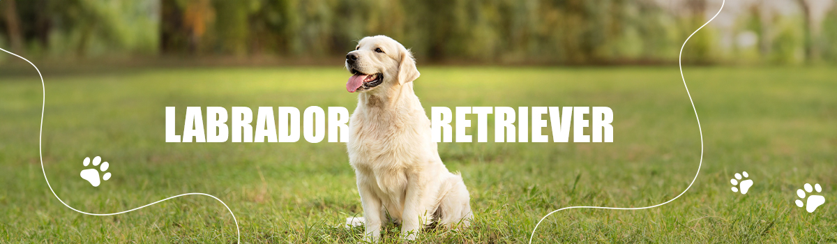 LABRADOR RETRIEVER