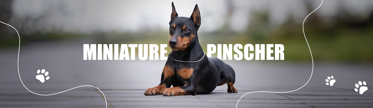 MINIATURE PINCHER
