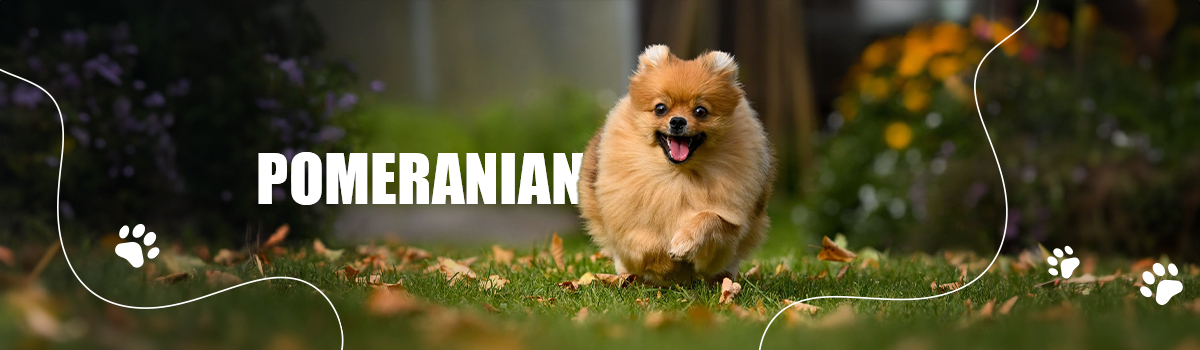 POMERANIAN