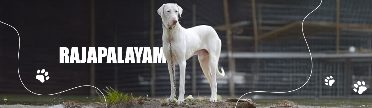 RAJAPALAYAM