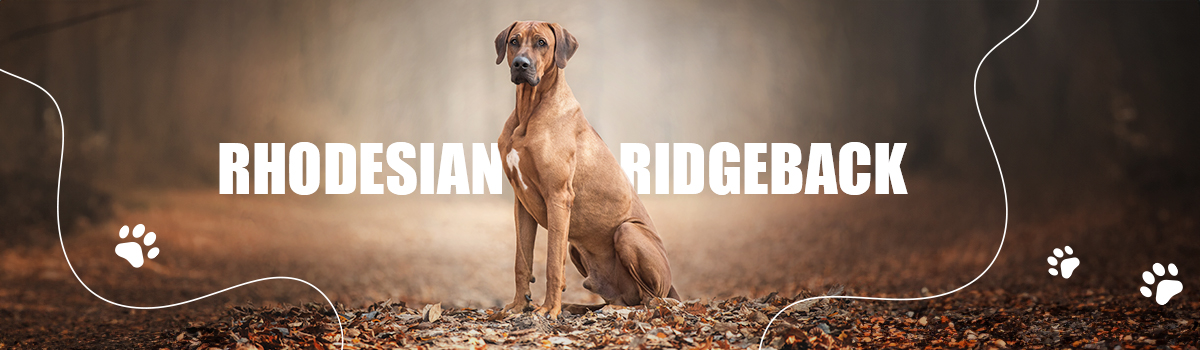 RHODESIAN RIDGEBACK