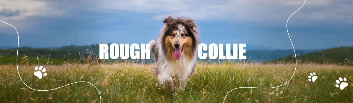 ROUGH COLLIE