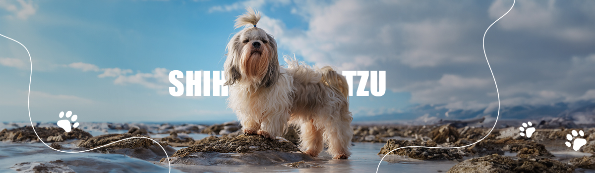 SHIH TZU