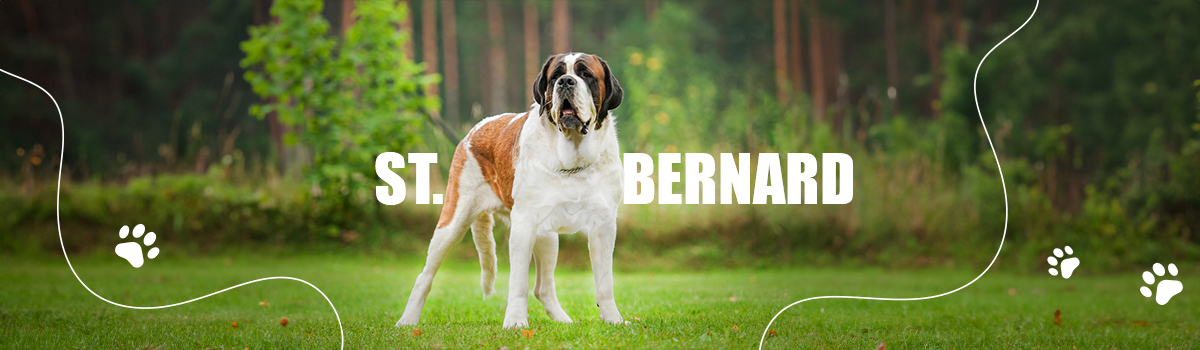 ST. BERNARD