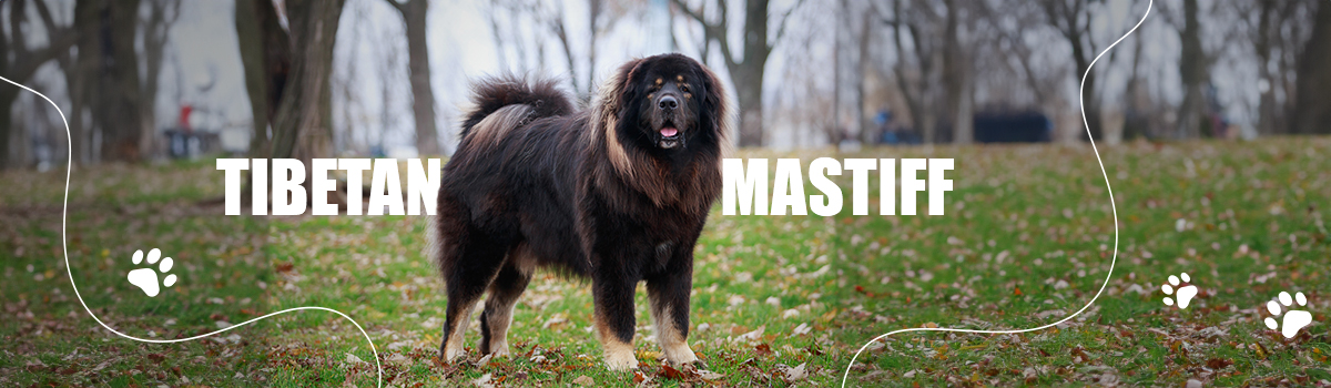 TIBETAN MASTIFF