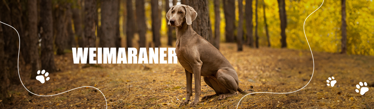 WEIMARANER