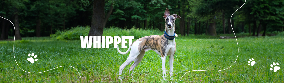 WHIPPET