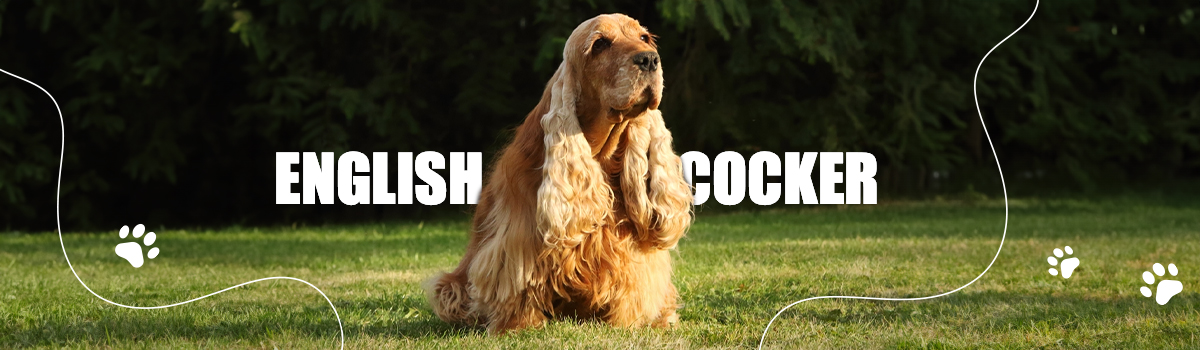 ENGLISH COCKER SPANIEL