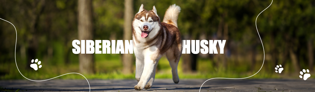 SIBERIAN HUSKY