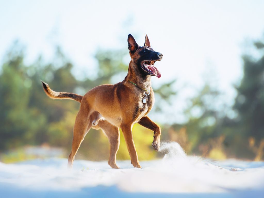 BELGIAN MALINOIS