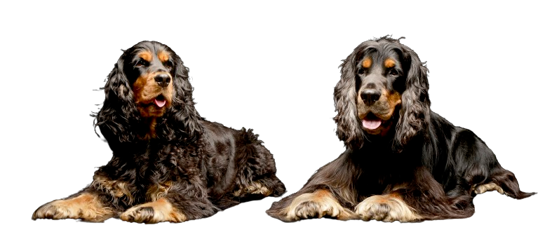 ENGLISH COCKER SPANIEL