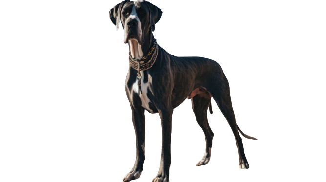 GREAT DANE