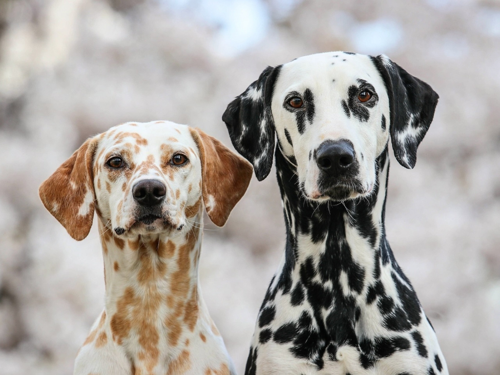 DALMATIAN