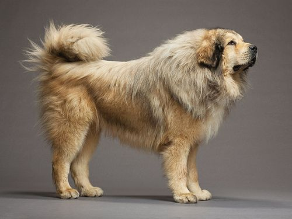TIBETAN MASTIFF