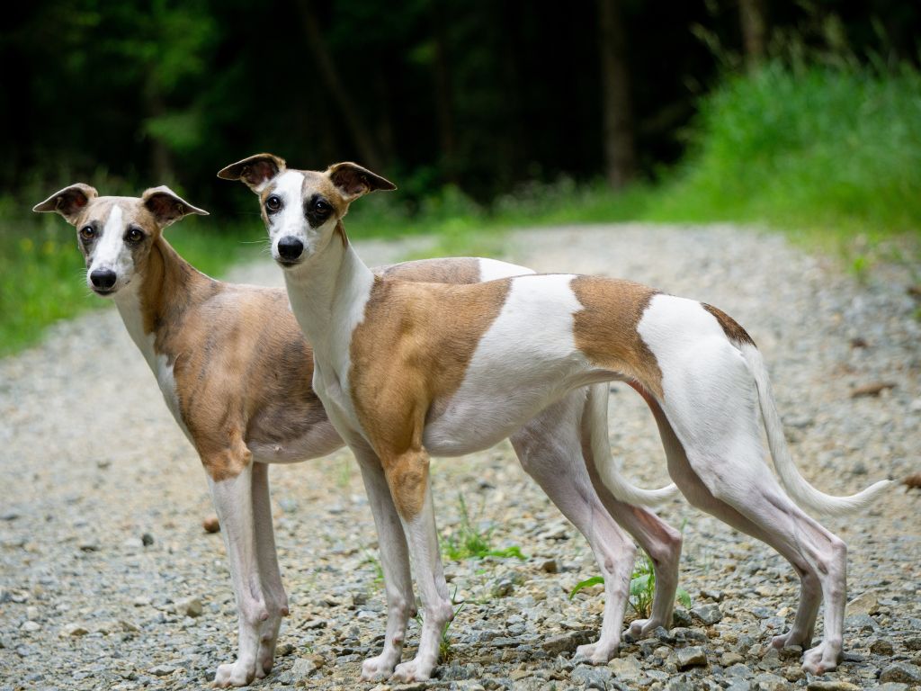 WHIPPET