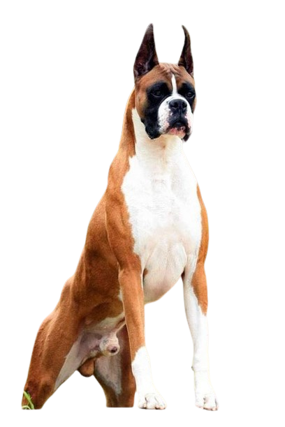 BOXER