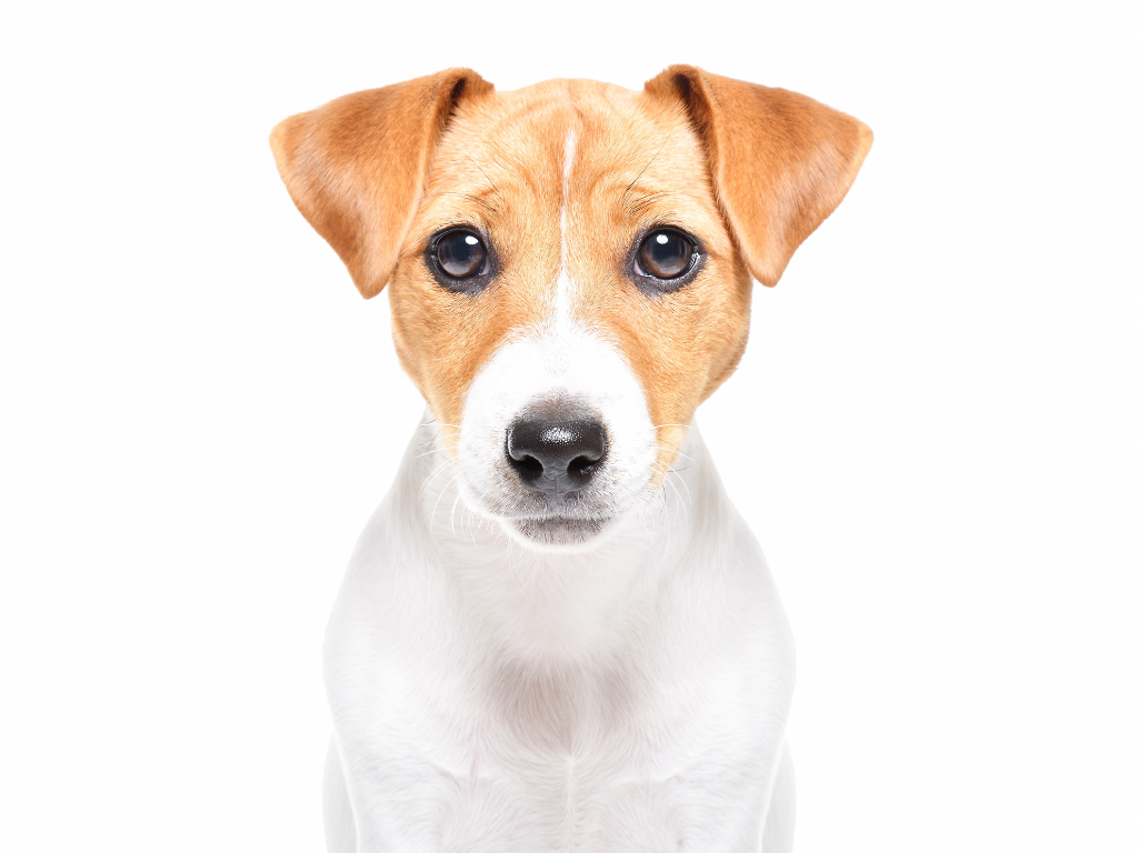 JACK RUSSELL TERRIER