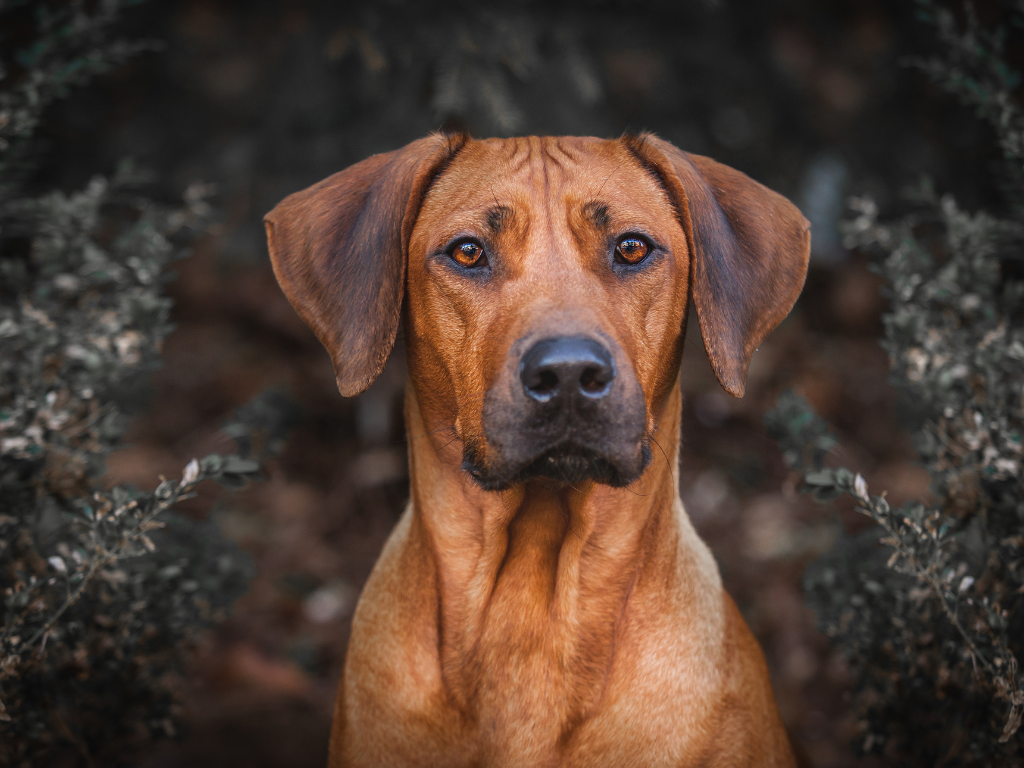 RHODESIAN RIDGEBACK