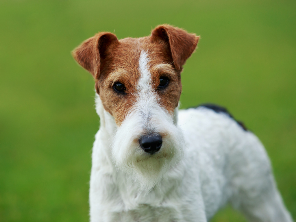 FOX TERRIER