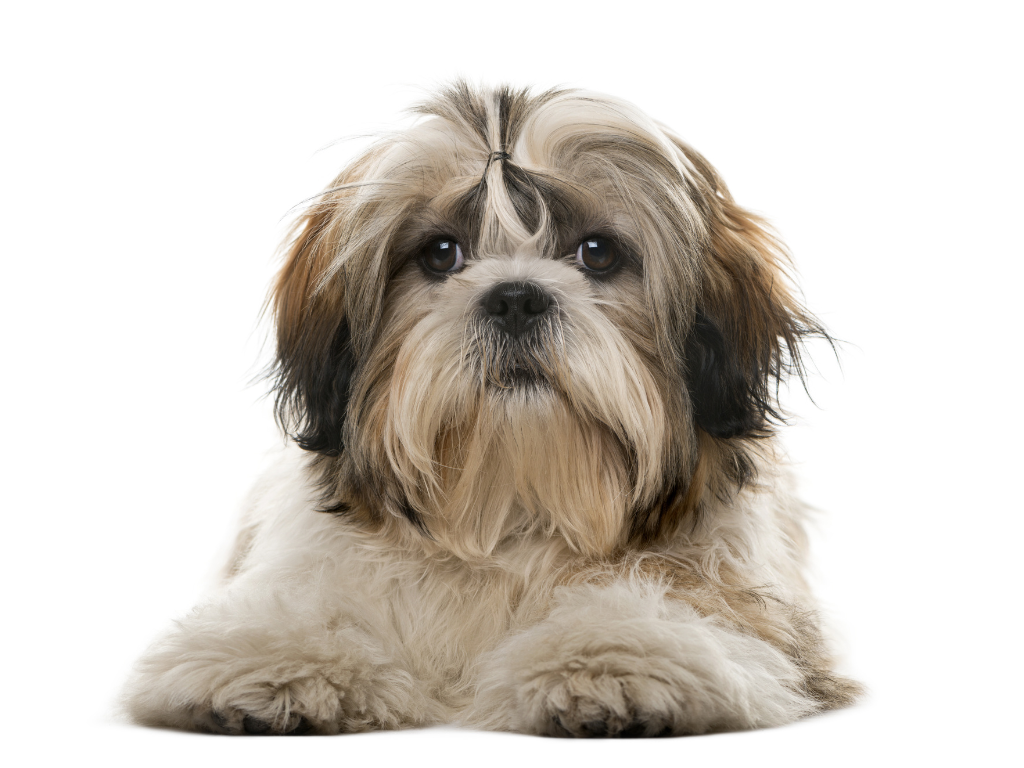 SHIH TZU