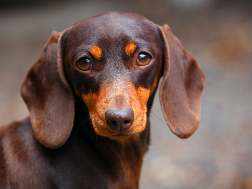 DACHSHUND