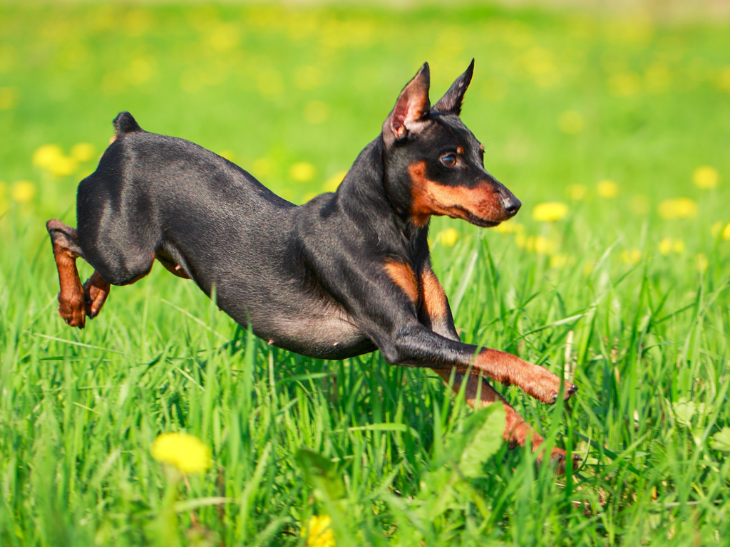 MINIATURE PINCHER