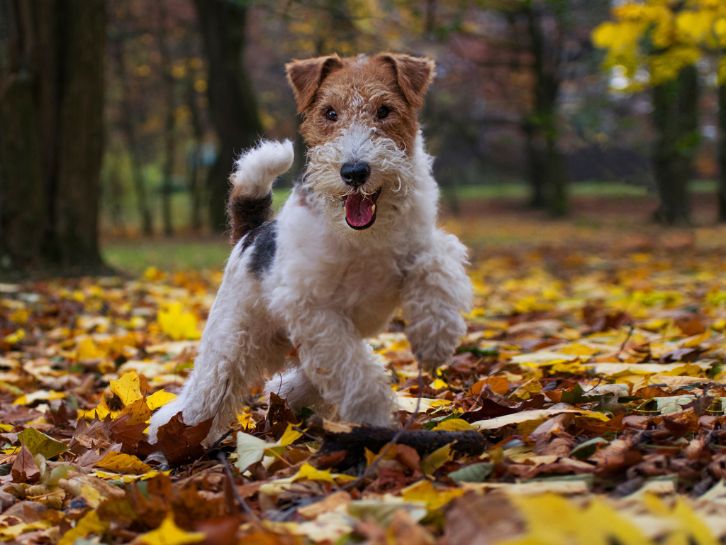 FOX TERRIER