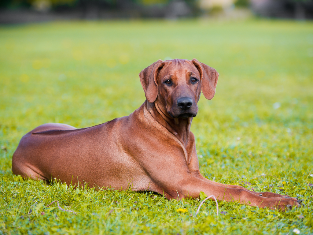 RHODESIAN RIDGEBACK